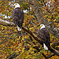 Pair of Eagles in Autumn