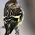 Pine Siskin