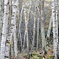 Birch Trees